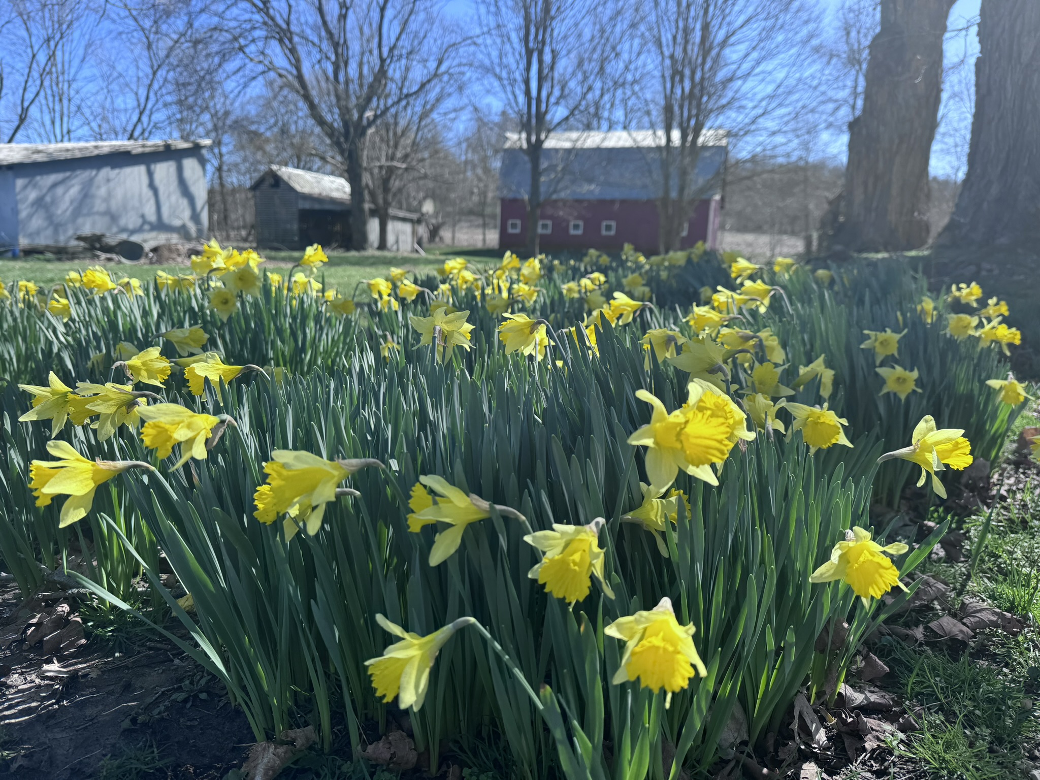 Spring daffodils with the red barn behind