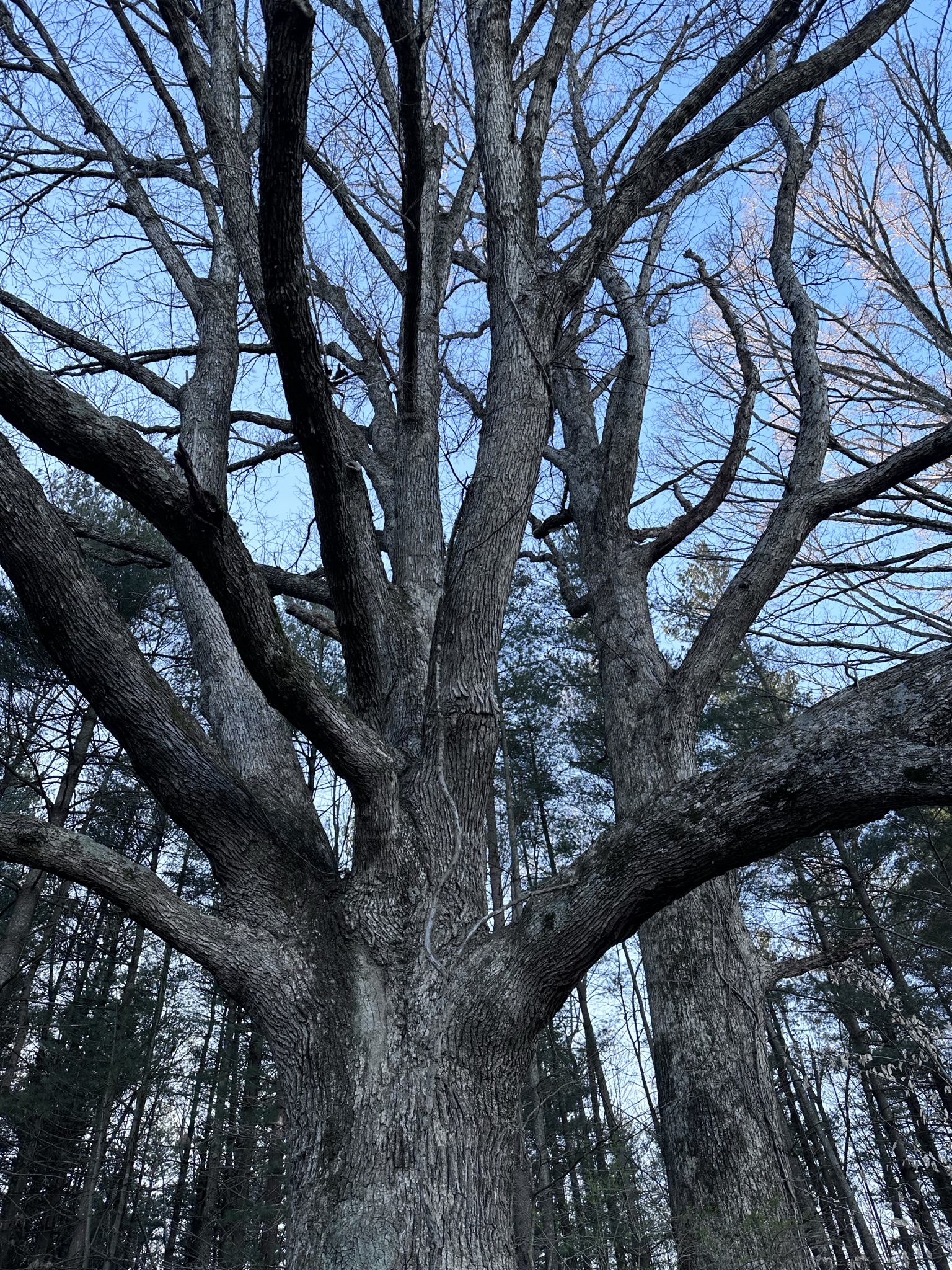 Ancient tree on the farm, looking up through the canopy
