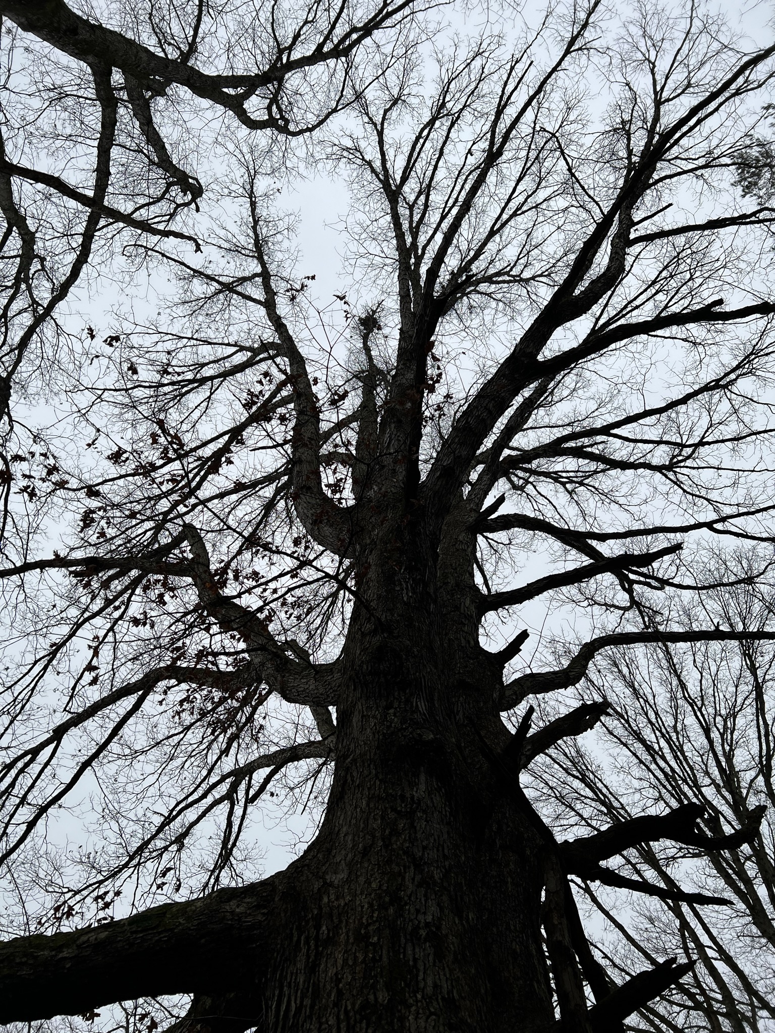 Looking up through old-growth trees on the farm